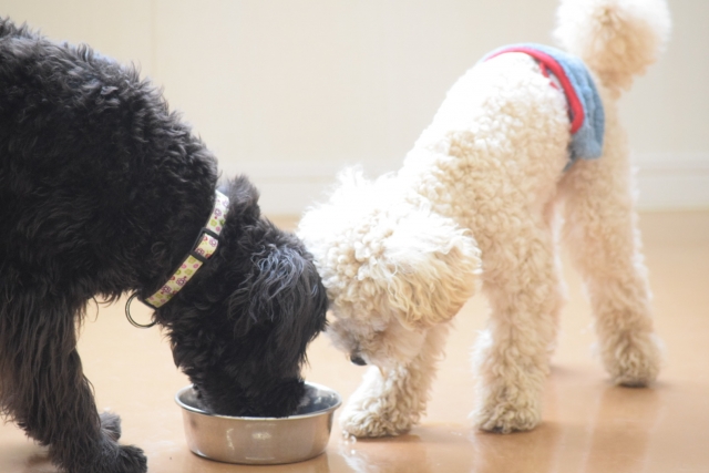 【食べていい野菜6選】犬の膵炎の食事について獣医師が徹底解説