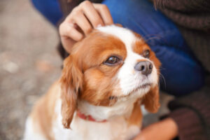 外耳炎の好発犬種