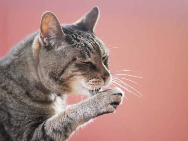 【獣医師監修｜猫の甲状腺機能亢進症】鳴き声や顔つきが変わったら要注意！治療・余命について解説