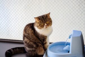 猫の尿路結石の治療