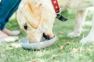 【犬の膵炎】おすすめの食事と食べてはいけないものについて獣医師・栄養管理士が解説