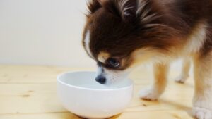 【犬の腎臓病の食事】さつまいもが腎臓に良くて、ささみはダメって本当？末期症状についても獣医師が解説