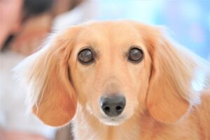 【蛋白漏出性腸症】3週間以上繰り返す犬の慢性下痢・嘔吐｜原因・症状・食事（超低脂肪食）について獣医師が徹底解説！