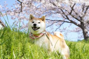【犬の慢性腸症（炎症性腸疾患・免疫抑制薬反応性腸症）】繰り返す下痢・血便｜治療法（ステロイド）・余命などについて獣医師が徹底解説
