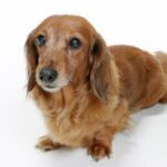 【犬の甲状腺機能低下症 】老犬の震え•歩き方がおかしい！末期症状•寿命について獣医師が解説