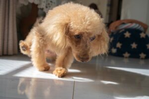 【犬の膀胱炎｜食事】なかなか治らない血尿の治療法は？原因・血尿以外の症状について獣医師が解説