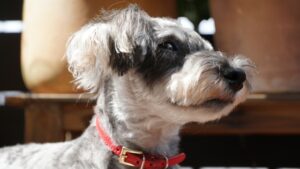 【犬のメラノーマ（悪性黒色腫） ｜ 画像あり】口や皮膚にできる悪性腫瘍 | 初期・末期症状/余命について獣医師が解説！