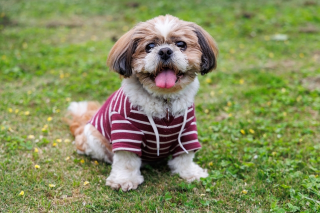Dog Dish Blog 獣医師 ペット栄養管理士が解説 犬の病気と食事ブログ