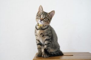 【猫の膀胱炎｜血尿・頻尿】猫の膀胱炎は薬を使っても治らないって本当？原因・症状・治療について獣医師が解説