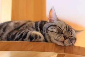 【ロイヤルカナン｜猫の尿路結石】6種類あるユリナリーS/0はどれがいいの？成分の違いについて獣医師が解説