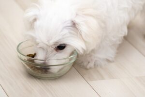【犬の腎臓病】腎臓病でも長生きの秘訣は食事！おすすめのフードについて獣医師が解説！