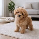 犬の肝臓の血液検査