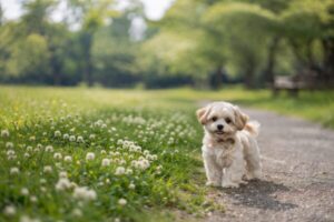 犬のリンパ腫